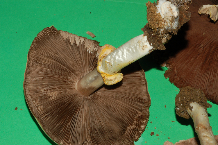 A. xantoderma?